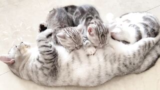 Best Funny Videos of Animals No 9