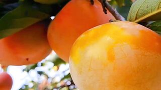 Frish Persimmon