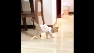 Best Funny Videos of Animals No 10