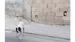 Scammed by a dog ????