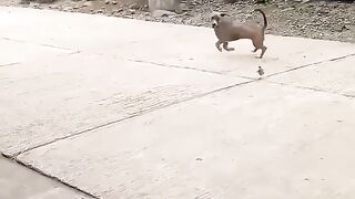 DOG scared from chicken very funny videos ????????????