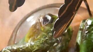 Food restaurant cooking and family food