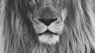 The jungle king ????