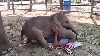 Cute elephant funny