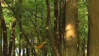 Beautiful view of nature 241