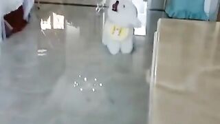 Very cute dog  funny