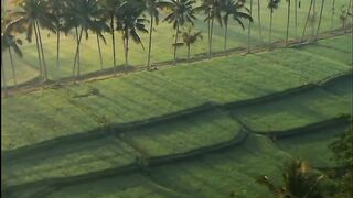 Beautiful view of nature 242