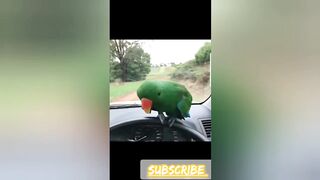 Funny parrot