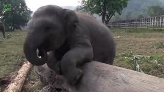 Most Funny and Cute Baby Elephant Videos Compilation