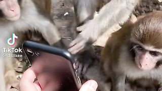 monkeys used Mobile Phone ????????????????????????