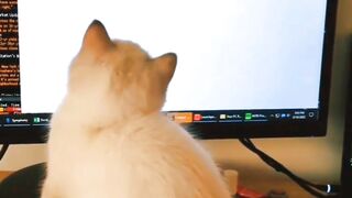 Funny cat videos #cat_videos #cat #funny_cat #viral