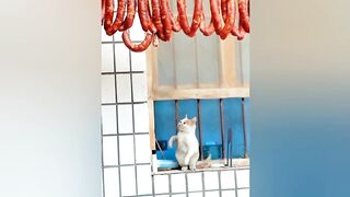 Animaux les plus drôles ???? chats drôles ???? chats drôles ???? - Pixa Cute Cat
