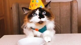 Cat funny videos #cat_videos #cat #funny_cat #viral #viral_video