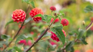 Nature beauty 0084