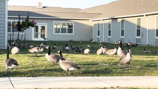 Canadian Geese Outside a Building