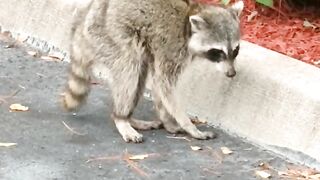 RABID RACOON!