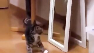 Funny animals ????