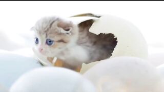 Cute kittens