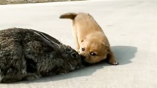 Animal beautiful .