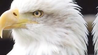 Animal cute pics