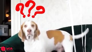 Funny cat | beautiful cat | I love cats | cats lovers | cats