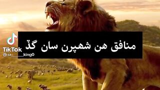 شیر ہیں ہم