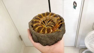 centipede
