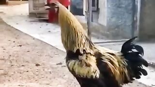 Power of cock