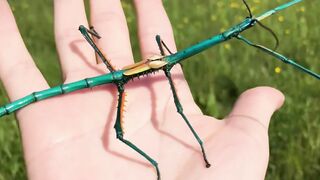 unique insect