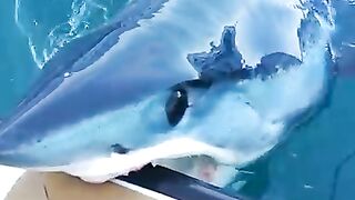 A Big Shark Fish
