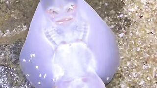 amazing sea animals