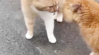 Funny animals  - funny animals reaction