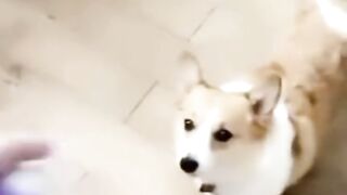 Me and my dog ​​share everything