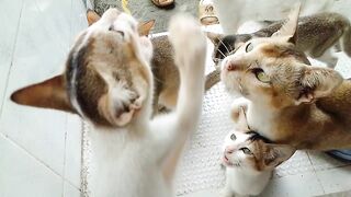 Cat Eating in the home