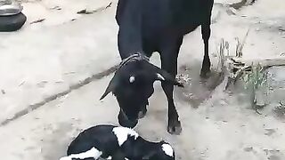 ছোট বাছুর