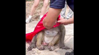 Monkey King Cute and Funny Video
