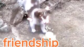 Animal friendship ????