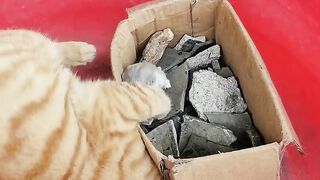 Funny videos 591