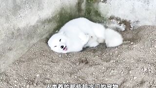 Funny animals 173