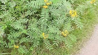 Road side flower