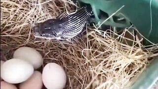 This snake swallowed an egg, but made a mistake when it entered through an opening smaller than the egg