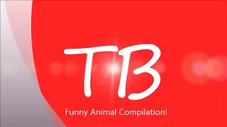 2 Minutes of Funny Animals COMPILATION NEW.