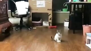 Funny cats episode 2