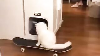 Funny cats episode 3