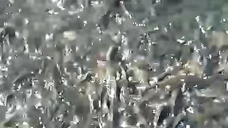 Budidaya ikan Nila 2