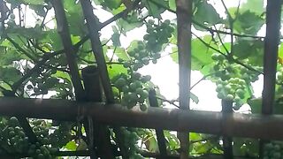 Fruits lover's 2