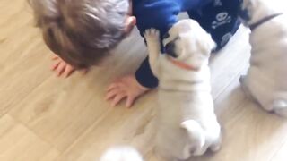 Baby Pug dog