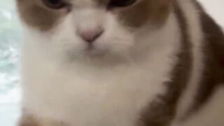 Cat angry moment ????????