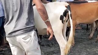 When the bull kicks?| The Best funny video