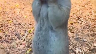 Mouse smile